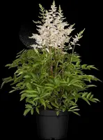 Astilbe (Spirea) - afbeelding 18