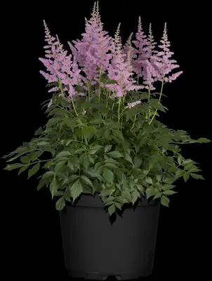 Astilbe (Spirea) - afbeelding 17