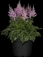 Astilbe (Spirea) - afbeelding 17