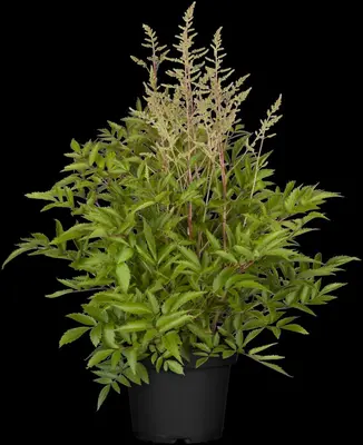 Astilbe (Spirea) - afbeelding 14