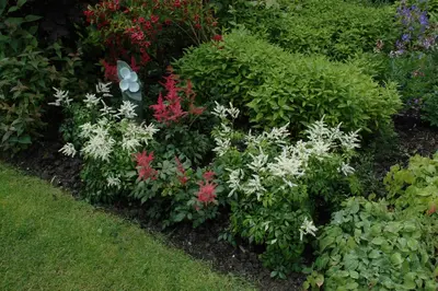 Astilbe (Spirea) - afbeelding 19