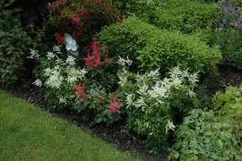 Astilbe (Spirea) - afbeelding 19