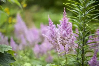 Astilbe (Spirea) - afbeelding 1