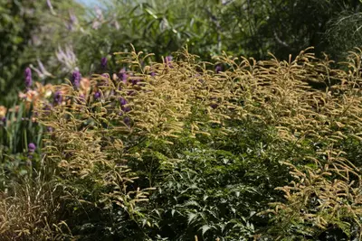 Astilbe (Spirea) - afbeelding 20