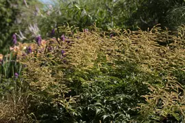 Astilbe (Spirea) - afbeelding 20