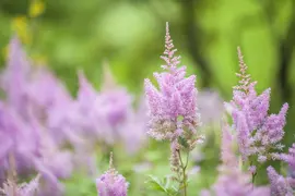 Astilbe (Spirea) - afbeelding 2