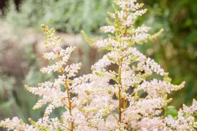 Astilbe (Spirea) - afbeelding 16