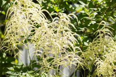 Astilbe (Spirea) - afbeelding 22