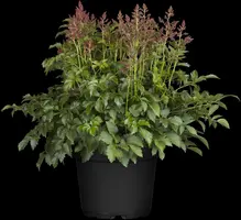 Astilbe (Spirea) - afbeelding 13