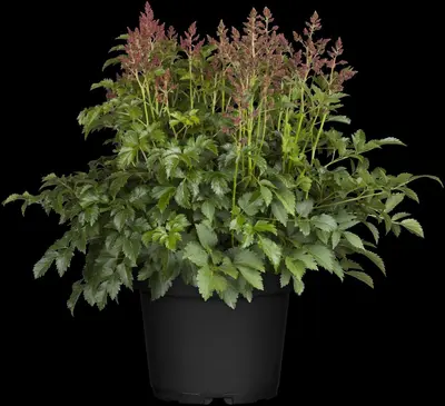 Astilbe (Spirea) - afbeelding 13