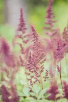 Astilbe x arendsii 'Fanal' (Japanse berberis 'Fanal') - afbeelding 6