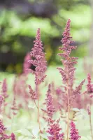 Astilbe x arendsii 'Fanal' (Japanse berberis 'Fanal') - afbeelding 8