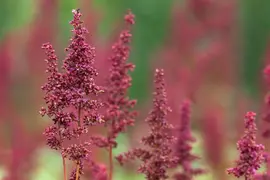 Astilbe x arendsii 'Fanal' (Japanse berberis 'Fanal') - afbeelding 2