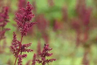 Astilbe x arendsii 'Fanal' (Japanse berberis 'Fanal') - afbeelding 5