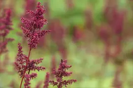Astilbe x arendsii 'Fanal' (Japanse berberis 'Fanal') - afbeelding 5