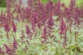 Astilbe x arendsii 'Fanal' (Japanse berberis 'Fanal') - afbeelding 9