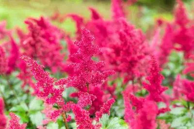 Astilbe x arendsii 'Fanal' (Japanse berberis 'Fanal') - afbeelding 14