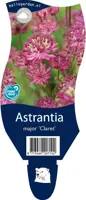 Astrantia 'Major Claret' (Zeeuws knoopje) kopen?