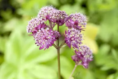 Astrantia major 'Primadonna' (Zeeuws knoopje) - afbeelding 2