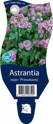 Astrantia major 'Primadonna' (Zeeuws knoopje) - afbeelding 1