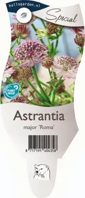 Astrantia major 'Roma' (Zeeuws knoopje) - afbeelding 1
