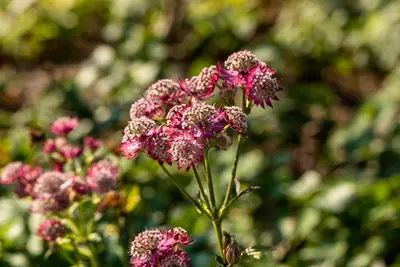 Astrantia major 'Rosensinfonie' (Zeeuwsknoopje) - afbeelding 2