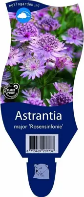 Astrantia major 'Rosensinfonie' (Zeeuwsknoopje) - afbeelding 1