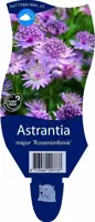 Astrantia major 'Rosensinfonie' (Zeeuwsknoopje) - afbeelding 1
