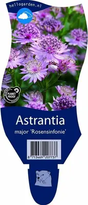 Astrantia major 'Rosensinfonie' (Zeeuwsknoopje) - afbeelding 1