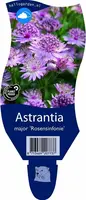 Astrantia major 'Rosensinfonie' (Zeeuwsknoopje) - afbeelding 1