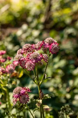 Astrantia major 'Rosensinfonie' (Zeeuwsknoopje) - afbeelding 3