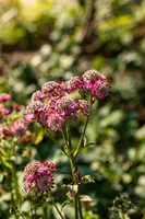 Astrantia major 'Rosensinfonie' (Zeeuwsknoopje) - afbeelding 3