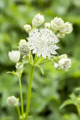 Astrantia major 'Shaggy' (Zeeuwsknoopje 'Shaggy') - afbeelding 1