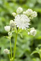 Astrantia major 'Shaggy' (Zeeuwsknoopje 'Shaggy') - afbeelding 1