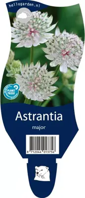 Astrantia major (Zeeuws knoopje) - afbeelding 1