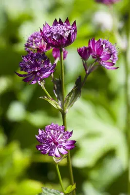 Astrantia major (Zeeuwsknoopje) - afbeelding 1