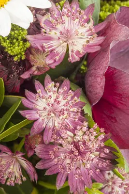 Astrantia major (Zeeuwsknoopje) - afbeelding 2