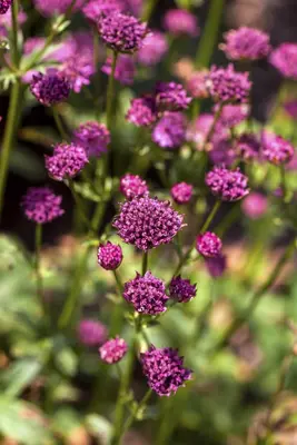 Astrantia major (Zeeuwsknoopje) - afbeelding 3