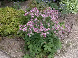 Astrantia major (Zeeuwsknoopje) - afbeelding 4
