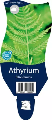 Athyrium felix-femina (Wijfjesvaren) - afbeelding 1