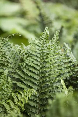 Athyrium felix-femina (Wijfjesvaren) - afbeelding 2