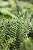 Athyrium felix-femina (Wijfjesvaren) - afbeelding 2