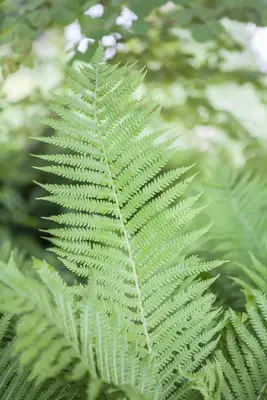 Athyrium felix-femina (Wijfjesvaren) - afbeelding 3