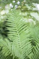 Athyrium felix-femina (Wijfjesvaren) - afbeelding 3