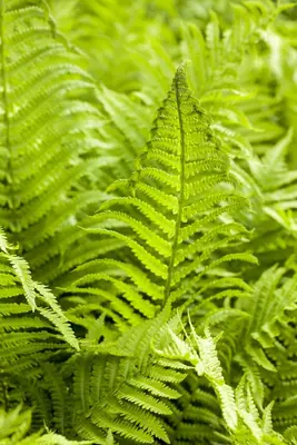 Athyrium felix-femina (Wijfjesvaren) - afbeelding 4