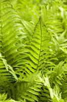 Athyrium felix-femina (Wijfjesvaren) - afbeelding 4