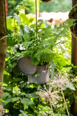 Athyrium felix-femina (Wijfjesvaren) - afbeelding 5