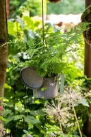 Athyrium felix-femina (Wijfjesvaren) - afbeelding 5