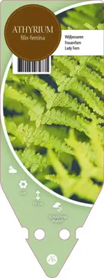 Athyrium Filix-Femina (Wijfjes varen) - afbeelding 1
