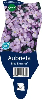 Aubrieta 'Blue Emperor' (Randjesbloem) - afbeelding 1